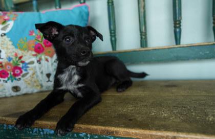 Enlarge Peach, a Adoptable mixed breed in San Antonio, TX image 3/3
