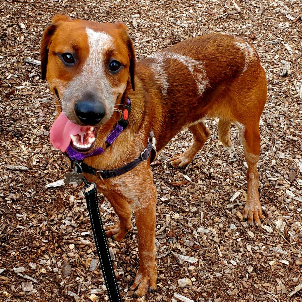 Enlarge Paisley, a Adoptable English Coonhound in Falls Church, VA image 1/6