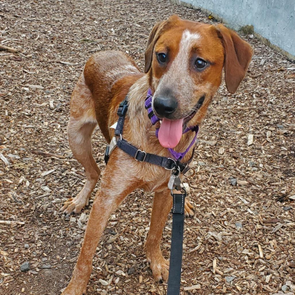 Enlarge Paisley, a Adoptable English Coonhound in Falls Church, VA image 2/6