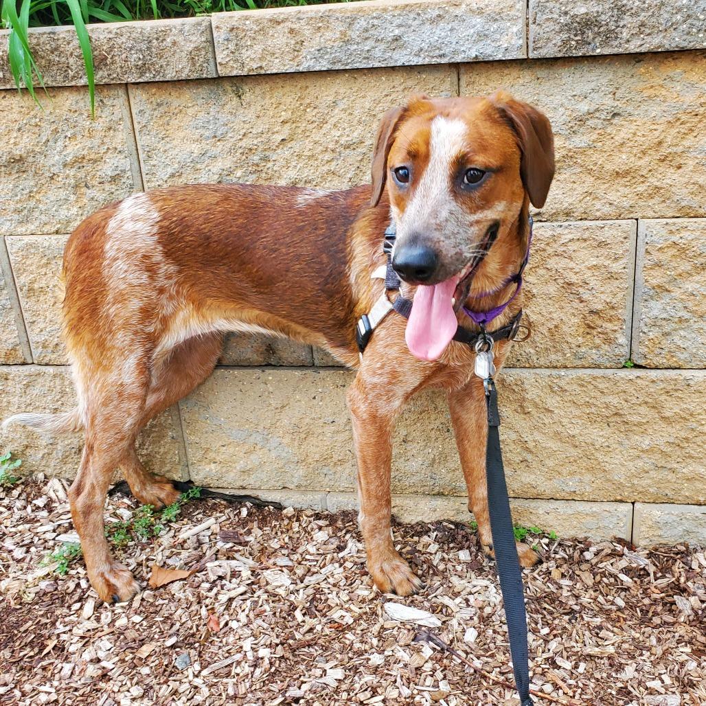 Enlarge Paisley, a Adoptable English Coonhound in Falls Church, VA image 3/6