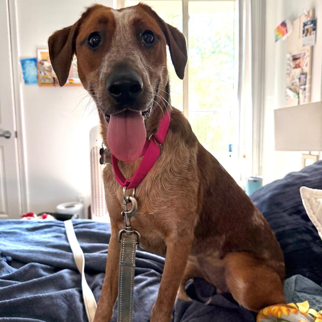 Enlarge Paisley, a Adoptable English Coonhound in Falls Church, VA image 4/6