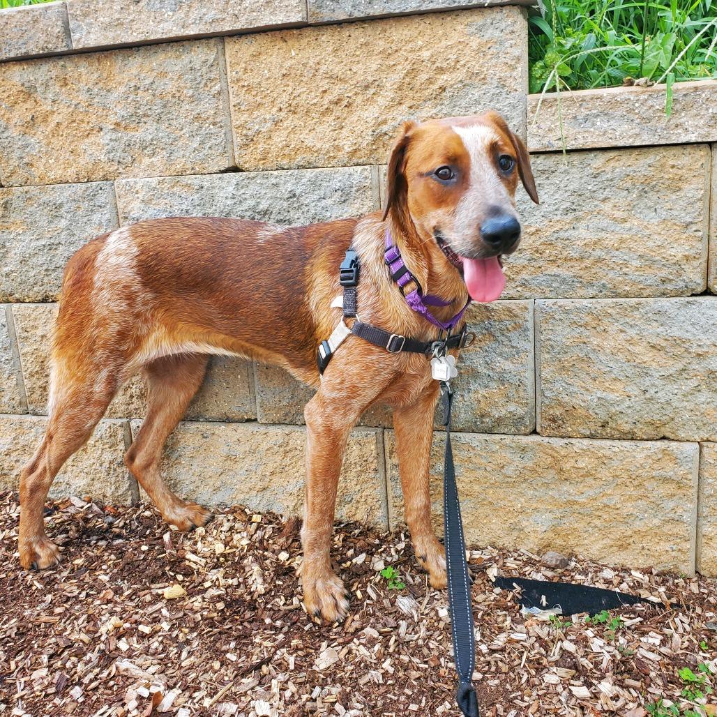Enlarge Paisley, a Adoptable English Coonhound in Falls Church, VA image 5/6
