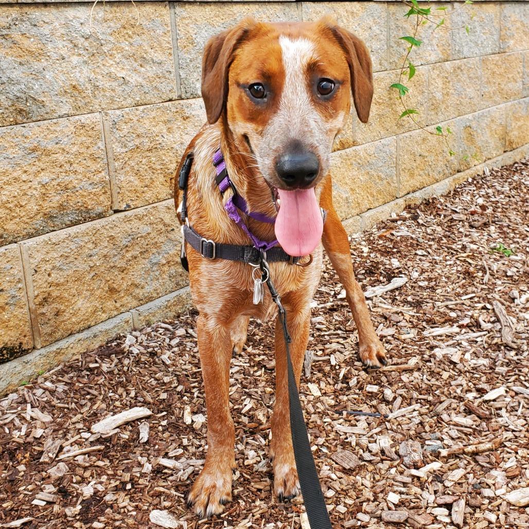 Enlarge Paisley, a Adoptable English Coonhound in Falls Church, VA image 6/6