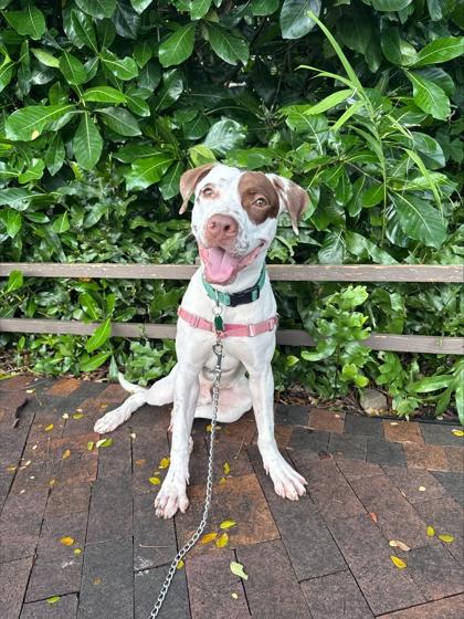 Hapa, Adoptable, Young Male American Staffordshire Terrier & Mixed Breed.