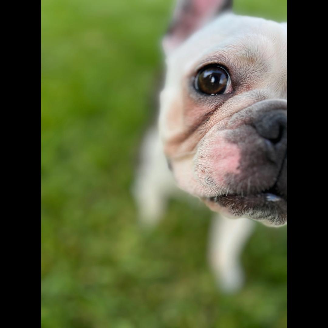Gelly, an adopted mixed breed in Midlothian, VA image 5/6