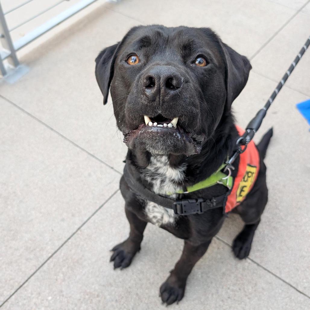 Carbone, Adoptable, Adult Male Black Labrador Retriever & Pit Bull Terrier.