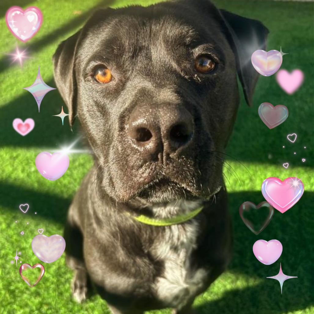 Carbone, a Adoptable mixed breed in Tempe, AZ image 1/6