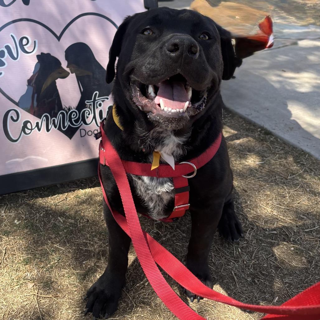 Carbone, Adoptable, Adult Male Black Labrador Retriever & Pit Bull Terrier.