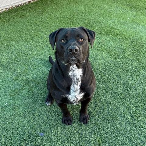 Carbone, a Adoptable mixed breed in Tempe, AZ image 2/5