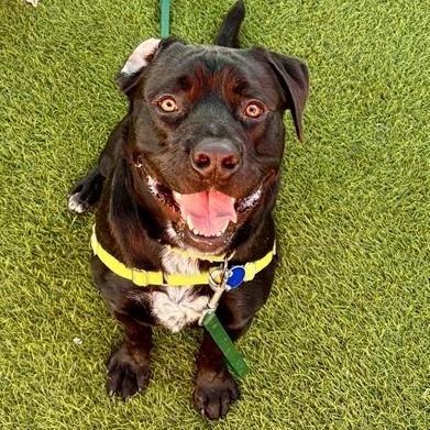 Enlarge Carbone, a Adoptable mixed breed in Tempe, AZ image 3/6