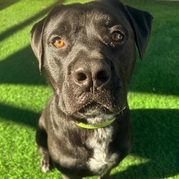 Carbone, a Adoptable mixed breed in Tempe, AZ image 3/5