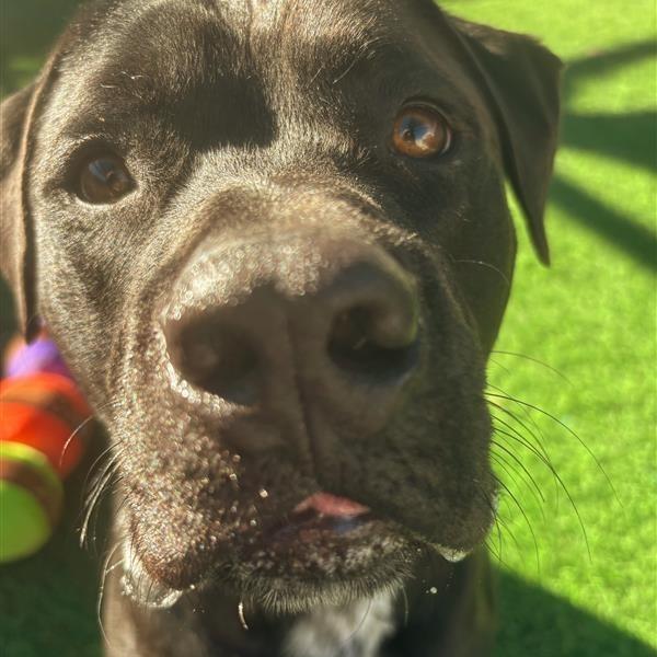 Carbone, a Adoptable mixed breed in Tempe, AZ image 4/5