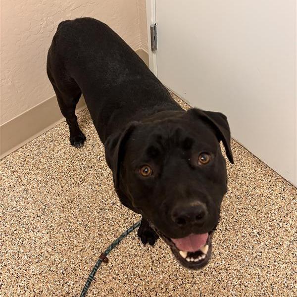 Carbone, a Adoptable mixed breed in Tempe, AZ image 5/5