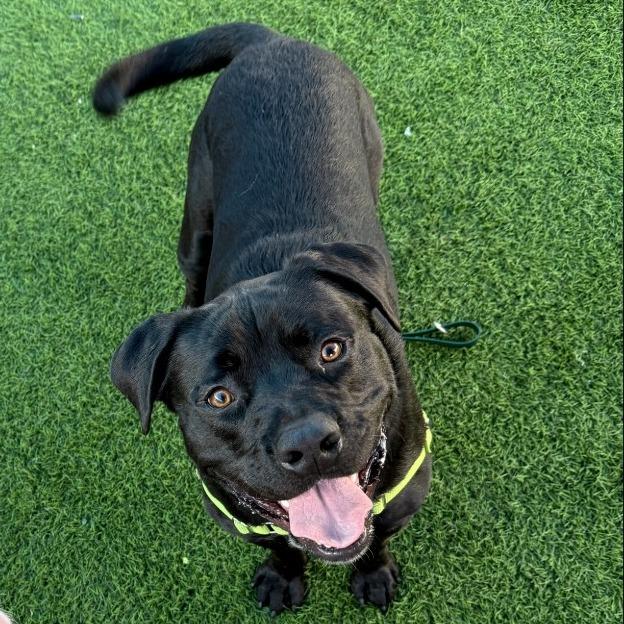 Enlarge Carbone, a Adoptable mixed breed in Tempe, AZ image 6/6