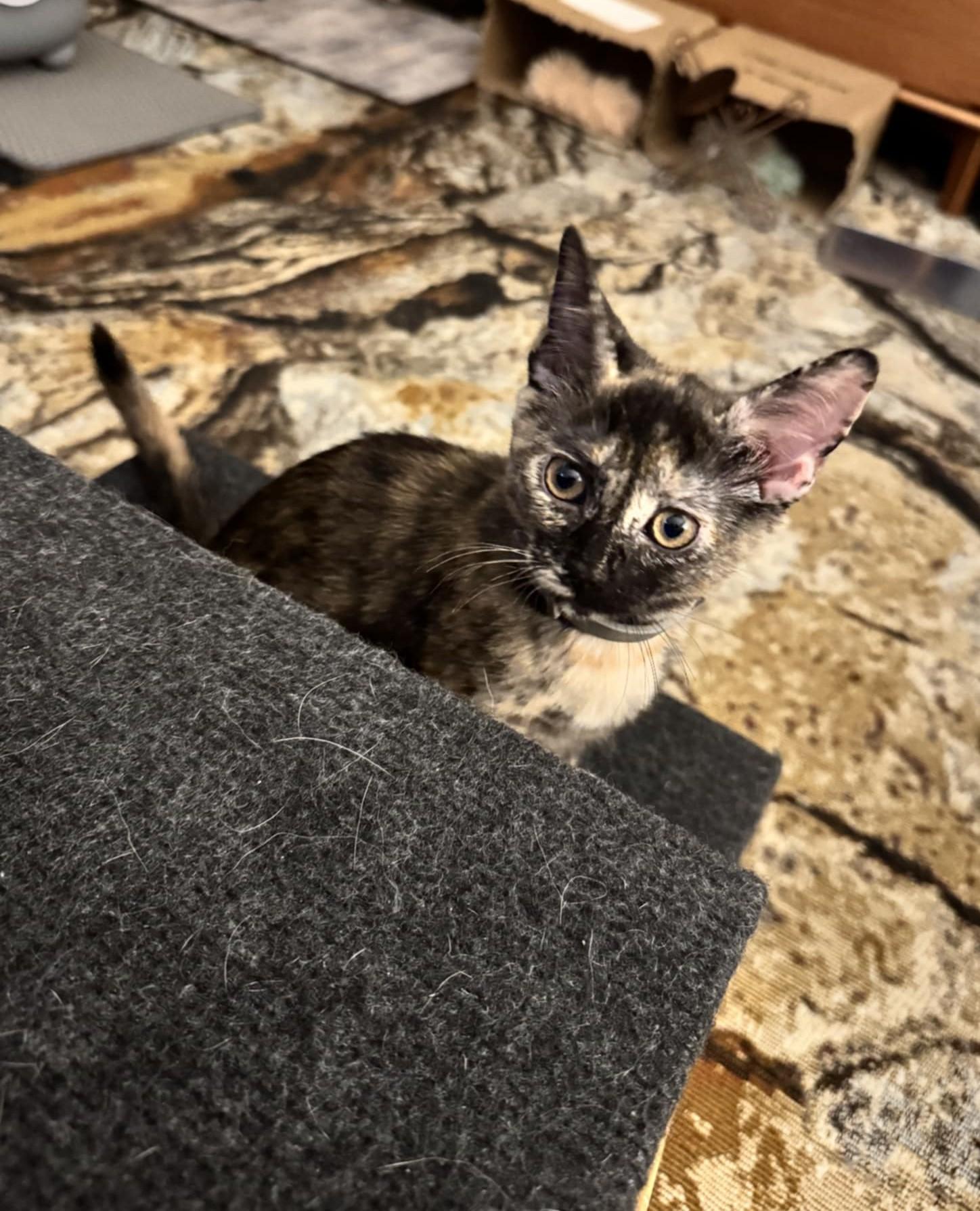 Enlarge RILEY & MAYBELLE - Bonded Pair, a Adoptable mixed breed in Largo, FL image 5/5