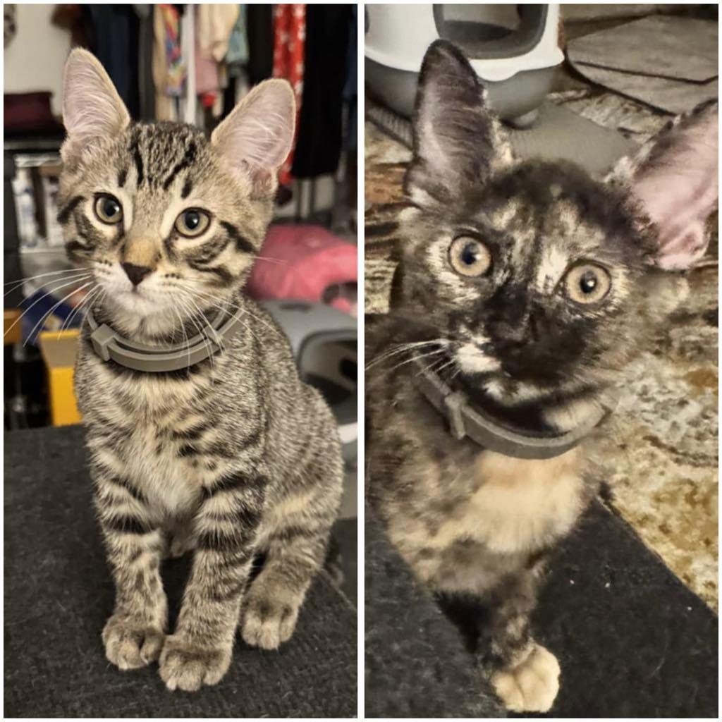 RILEY & MAYBELLE - Bonded Pair, Adoptable, Kitten Male Domestic Short Hair.