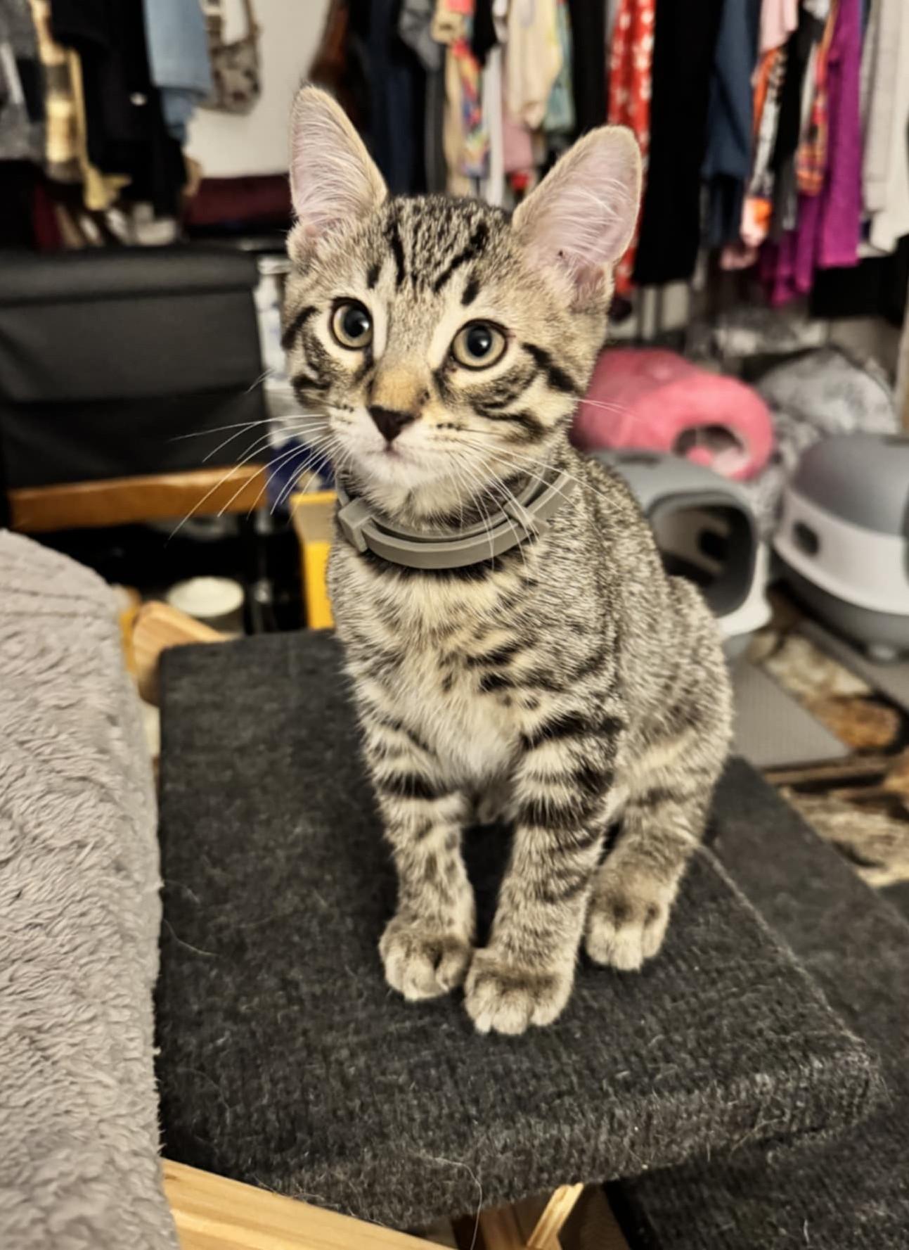 Enlarge RILEY & MAYBELLE - Bonded Pair, a Adoptable mixed breed in Largo, FL image 4/5