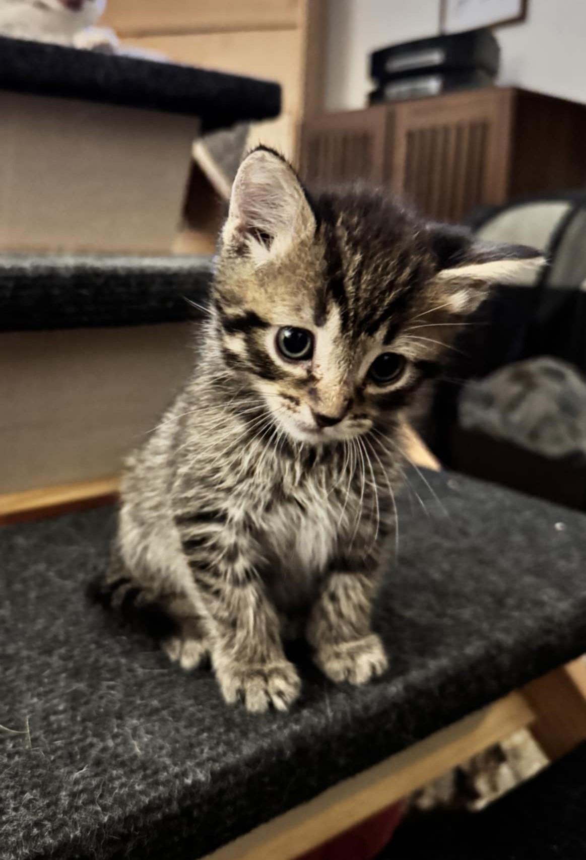 Enlarge RILEY & MAYBELLE - Bonded Pair, a Adoptable mixed breed in Largo, FL image 3/5