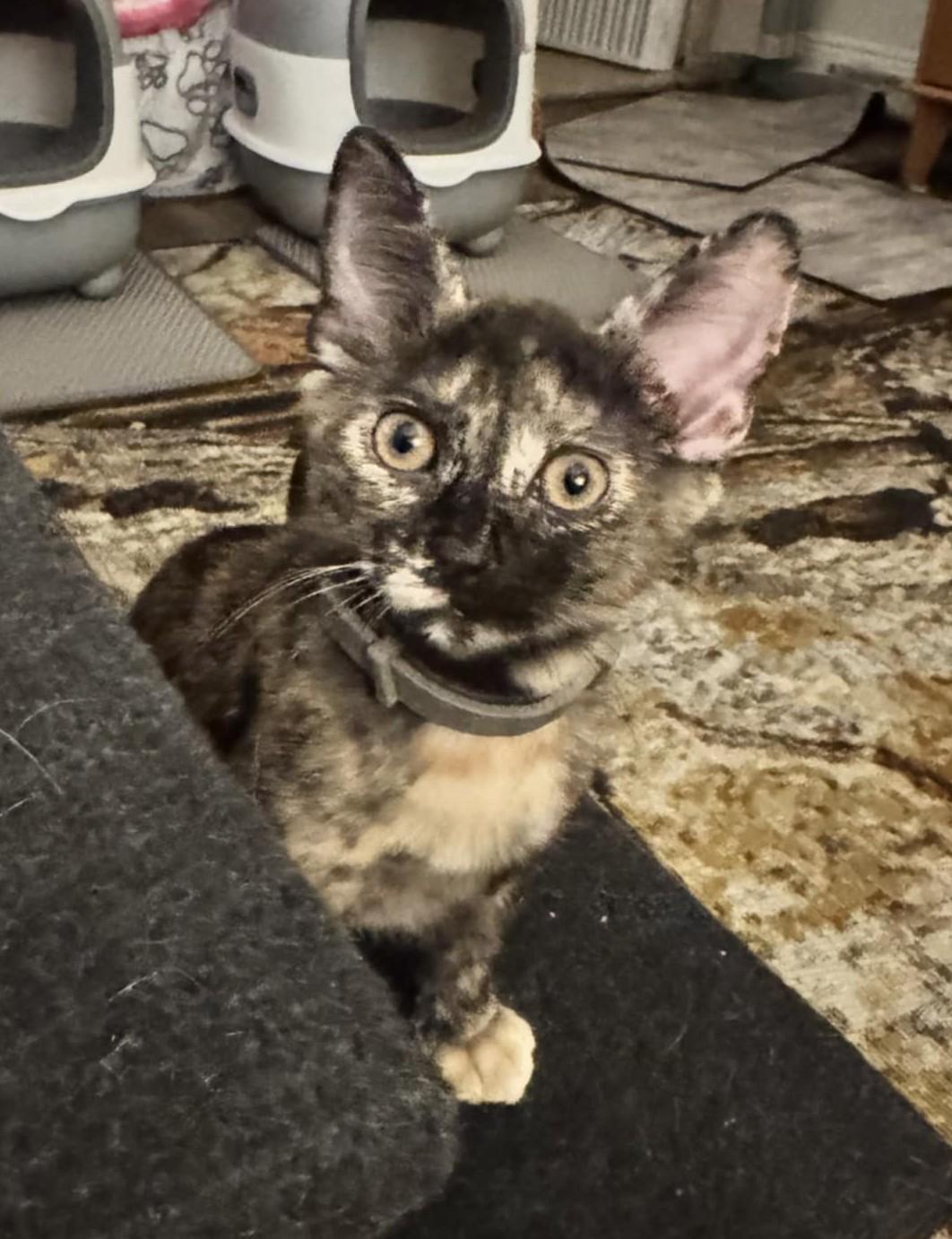 Enlarge RILEY & MAYBELLE - Bonded Pair, a Adoptable mixed breed in Largo, FL image 2/5