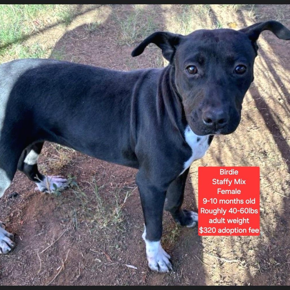 Birdie, ADOPTABLE, Young Female Staffordshire Bull Terrier.