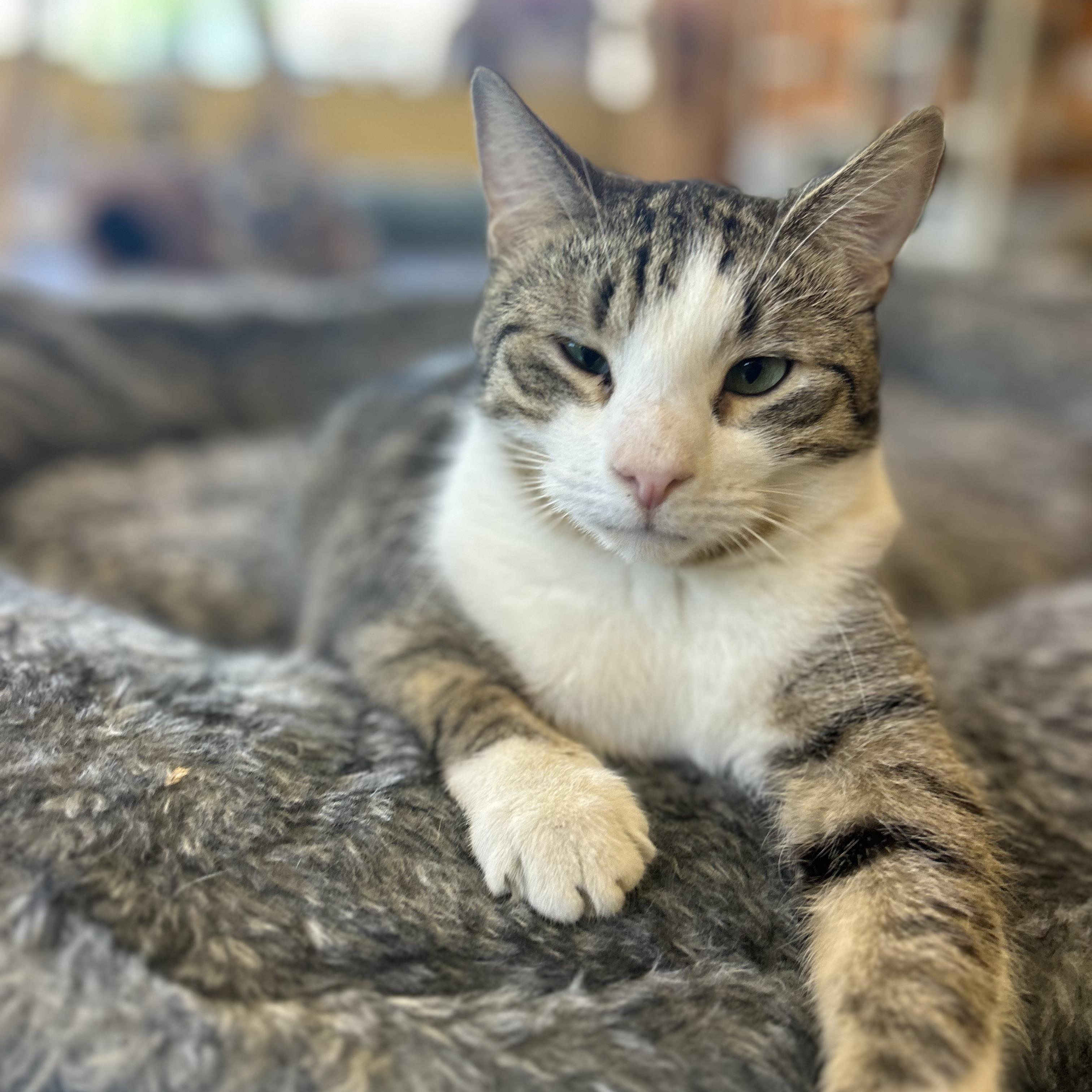 Enlarge Teddy, a Adoptable Tabby in Madison Heights, MI image 3/3