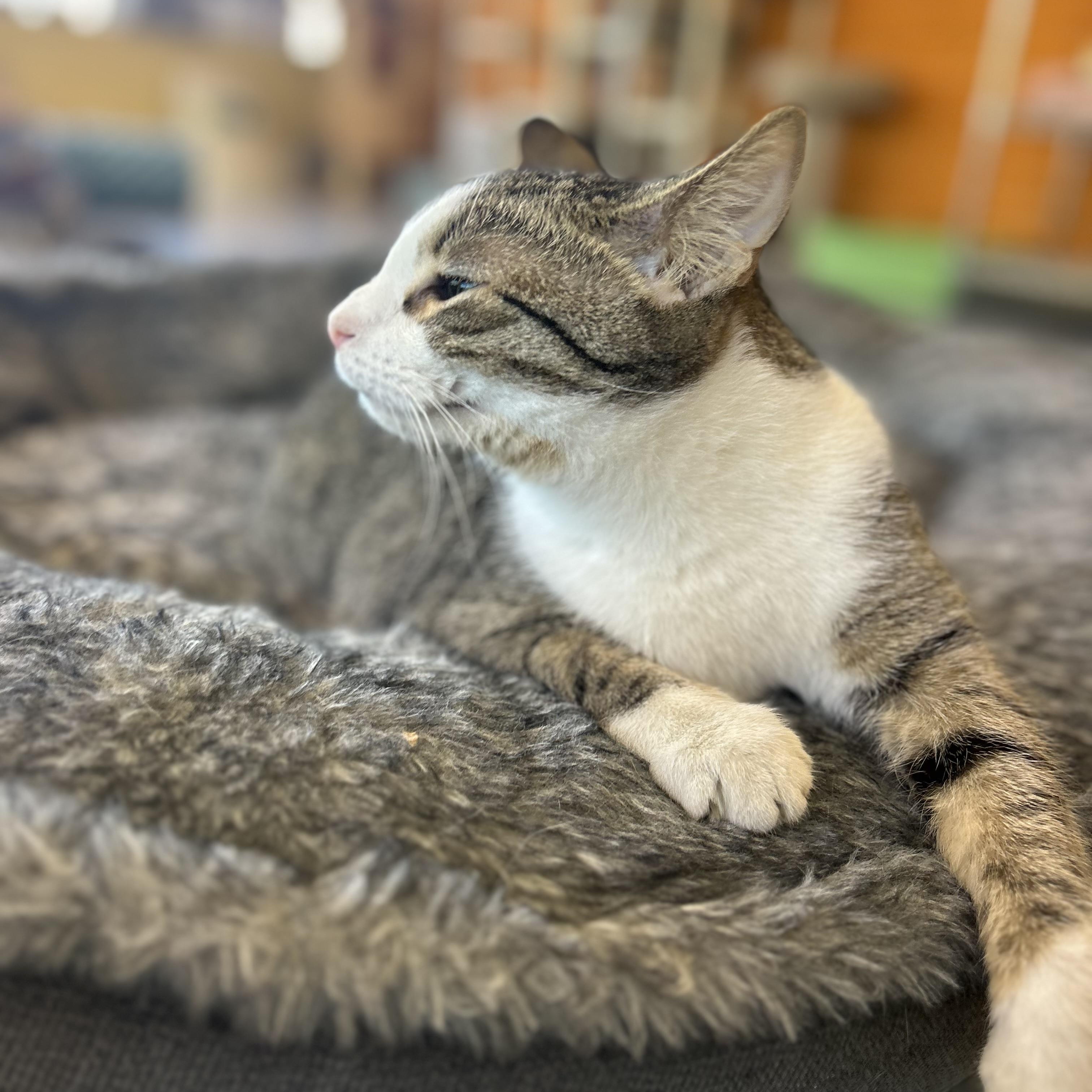 Enlarge Teddy, a Adoptable Tabby in Madison Heights, MI image 2/3