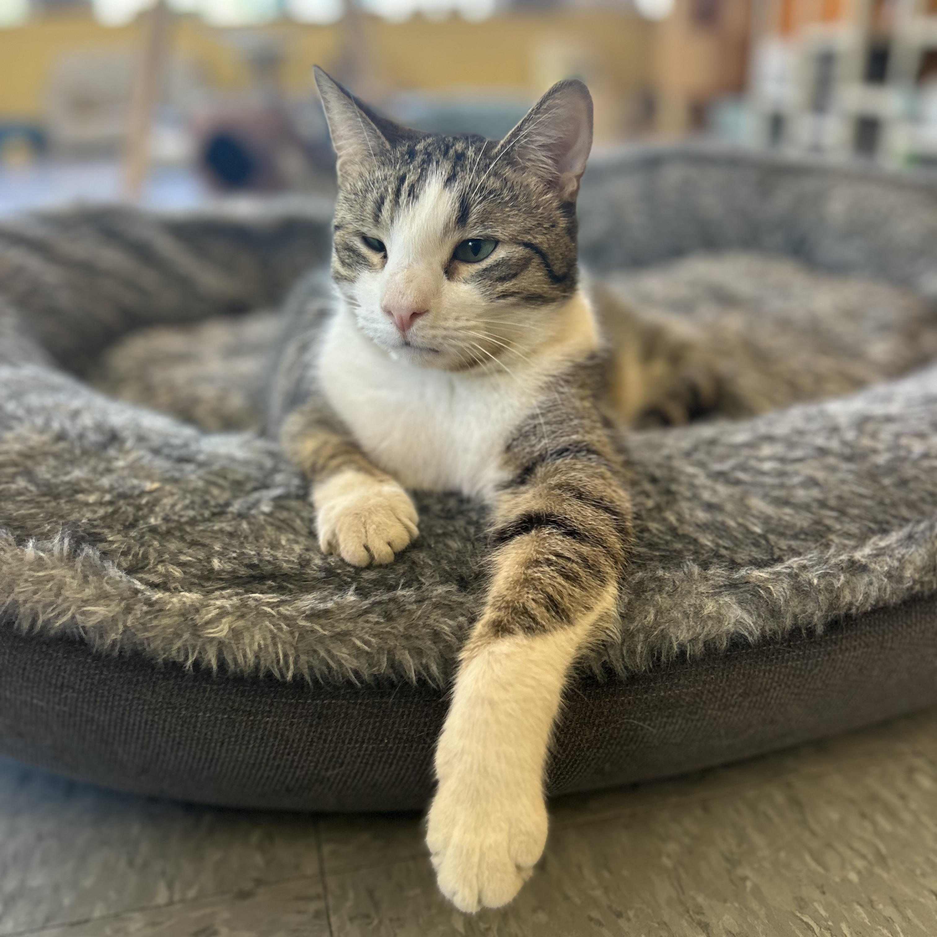 Teddy, Adoptable, Young Male Tabby.