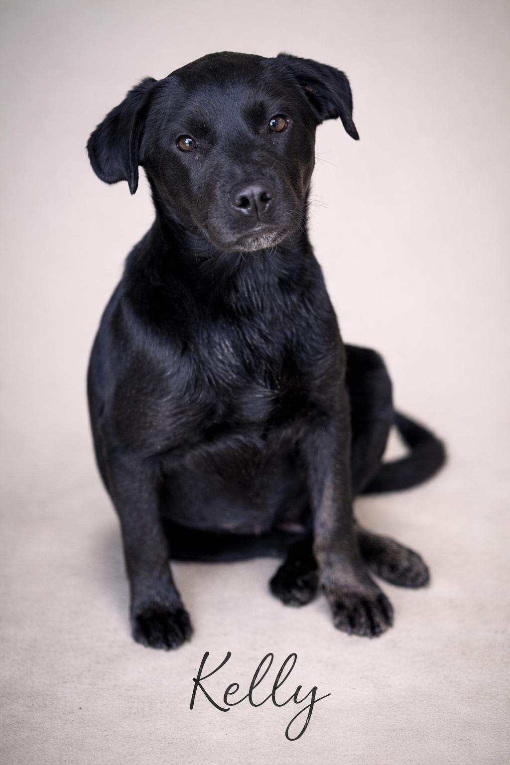 Enlarge Kelly, an adoptable mixed breed in SYLVANIA, GA image 3/4