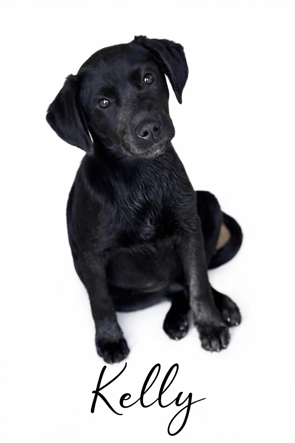 Enlarge Kelly, an adoptable mixed breed in SYLVANIA, GA image 1/4