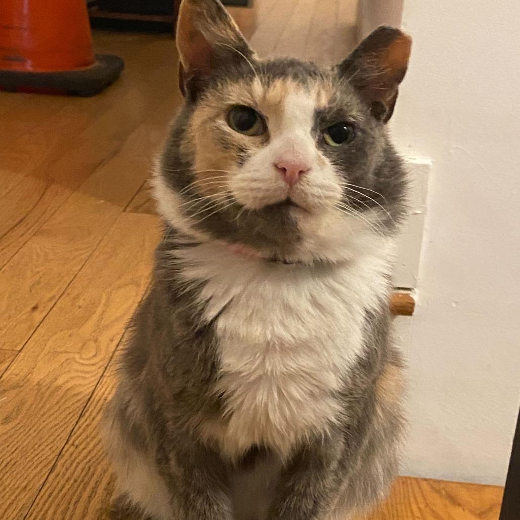 Onyx, Adoptable, Senior Female Domestic Short Hair.