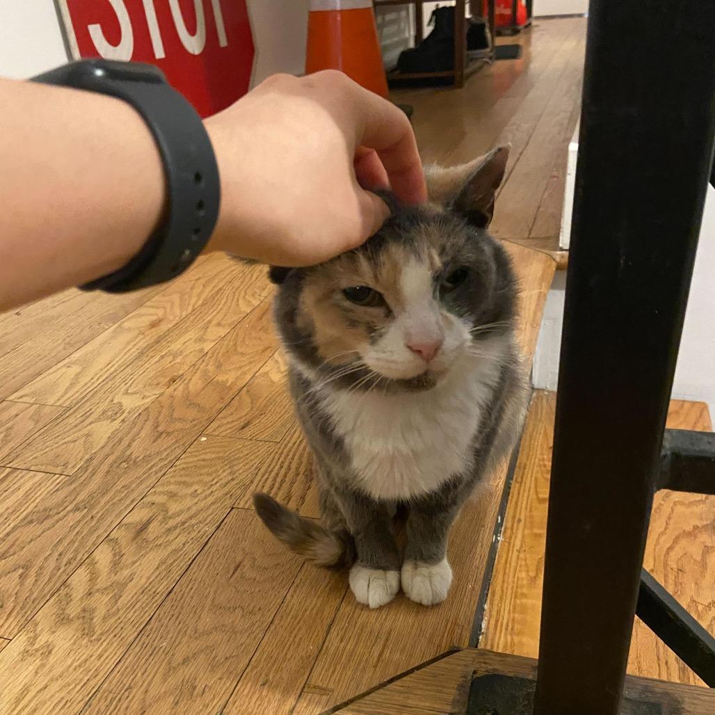 Enlarge Onyx, a Adoptable Domestic Short Hair in Belleville, IL image 2/6