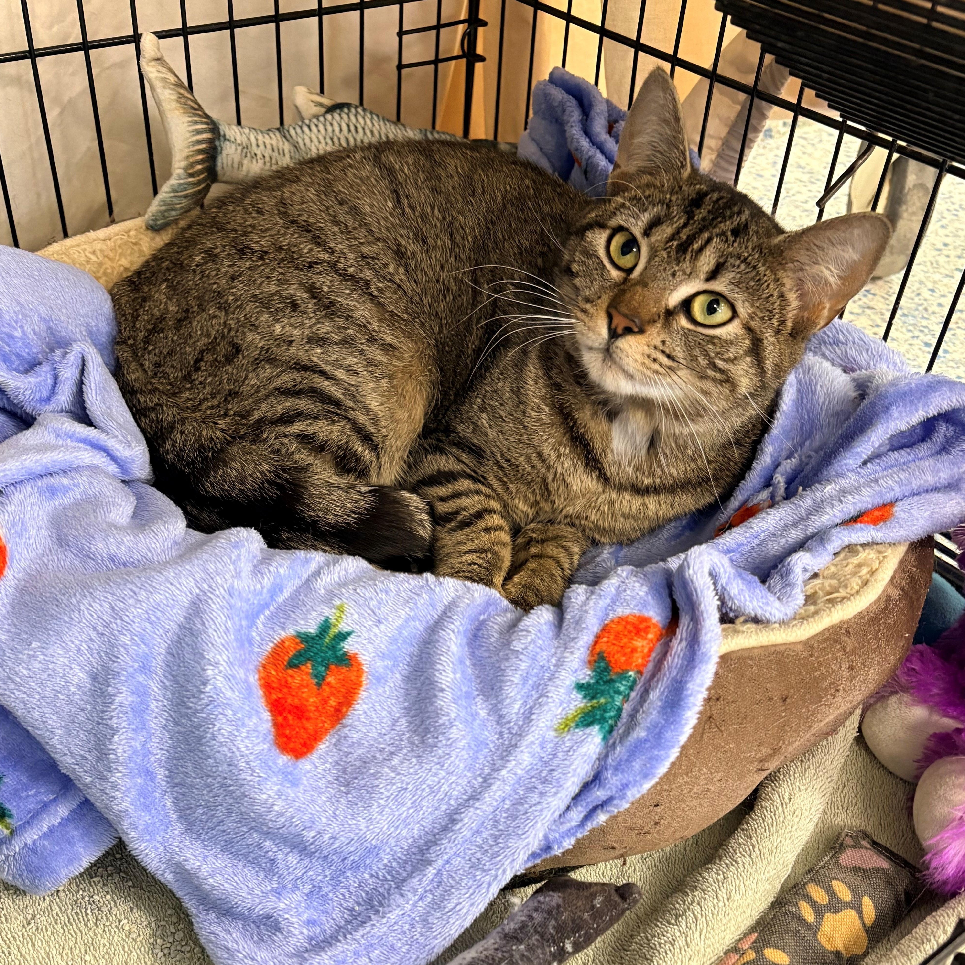 Enlarge Dr. Pepper, a ADOPTABLE Domestic Short Hair in Richboro, PA image 1/1