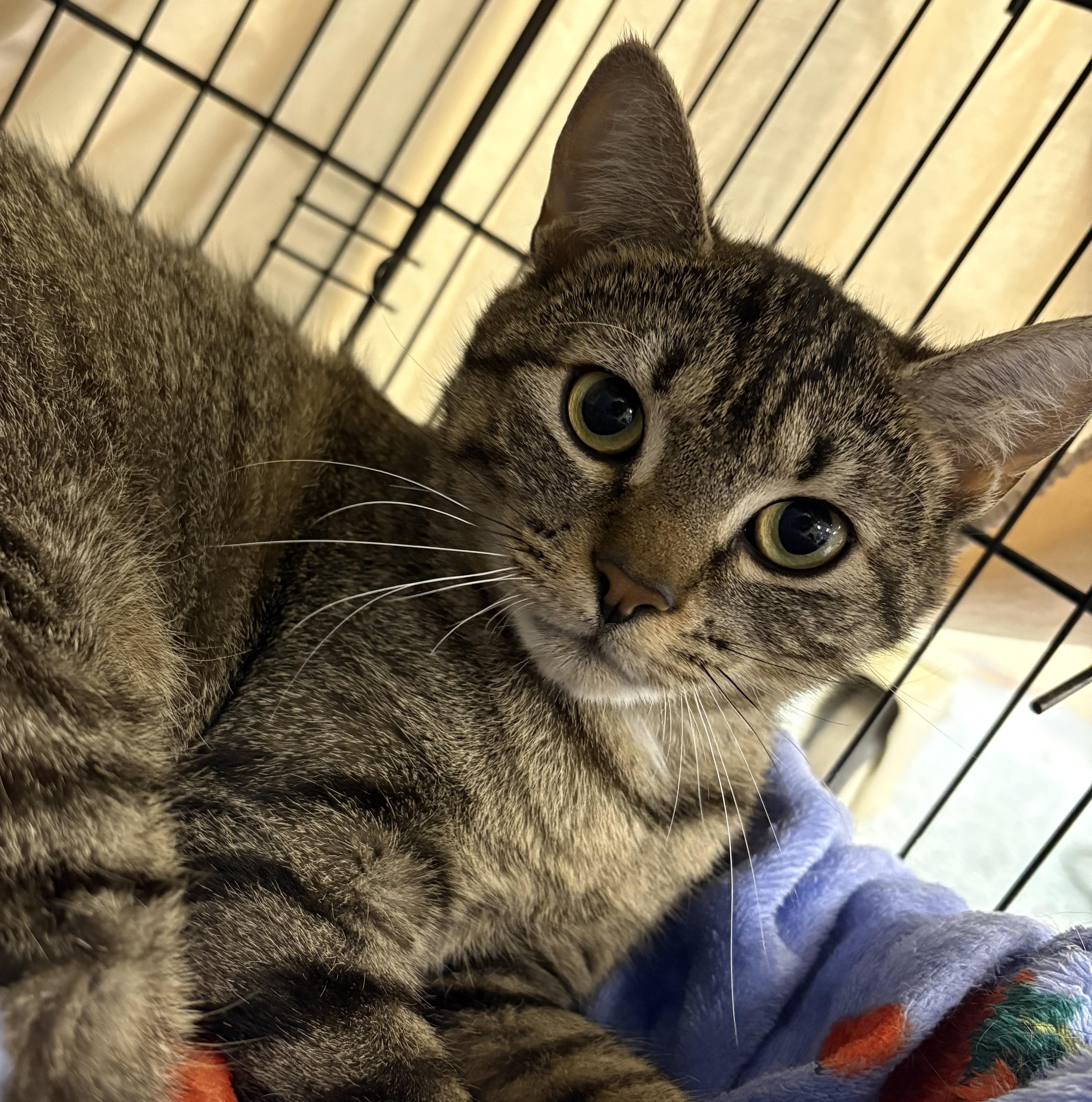 Dr. Pepper, adopted, Young Female Domestic Short Hair.