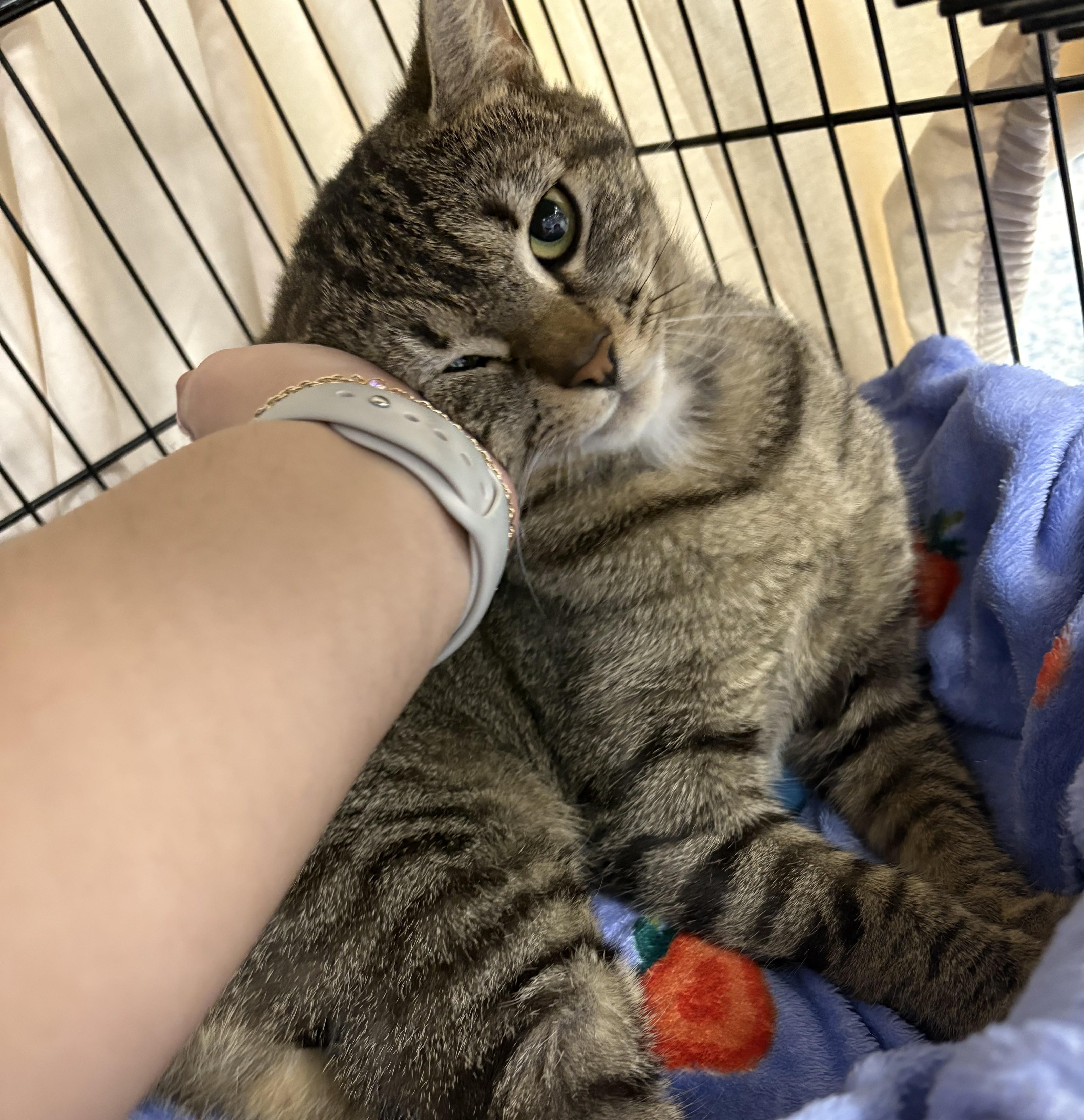 Enlarge Dr. Pepper, an adopted Domestic Short Hair in Richboro, PA image 2/3