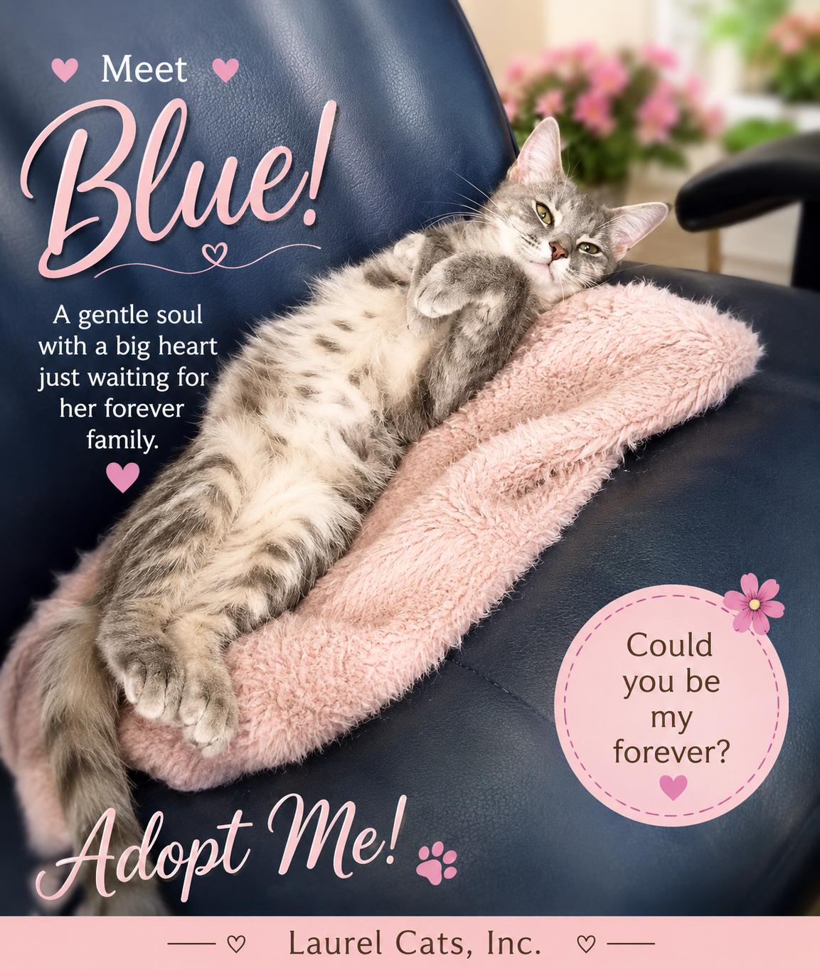 Blue-A Perfect Mix of Playmate & Couch Companion, a Adoptable Tabby in Laurel, MD image 4/4