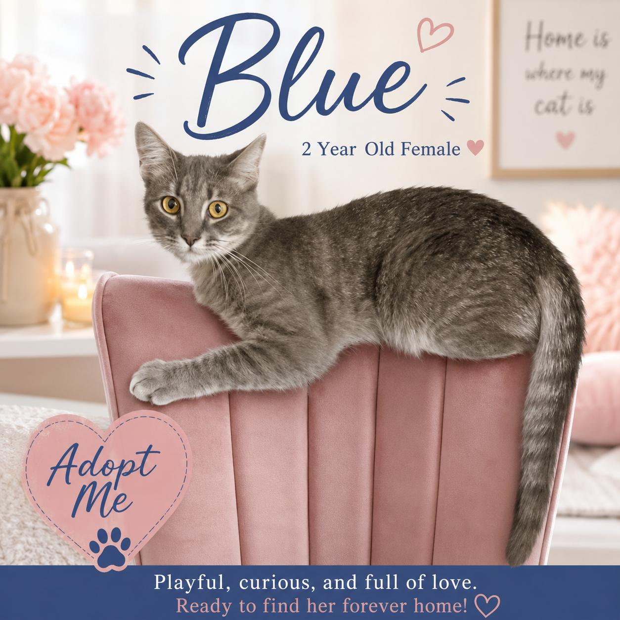 Blue-A Perfect Mix of Playmate & Couch Companion, a Adoptable Tabby in Laurel, MD image 2/4