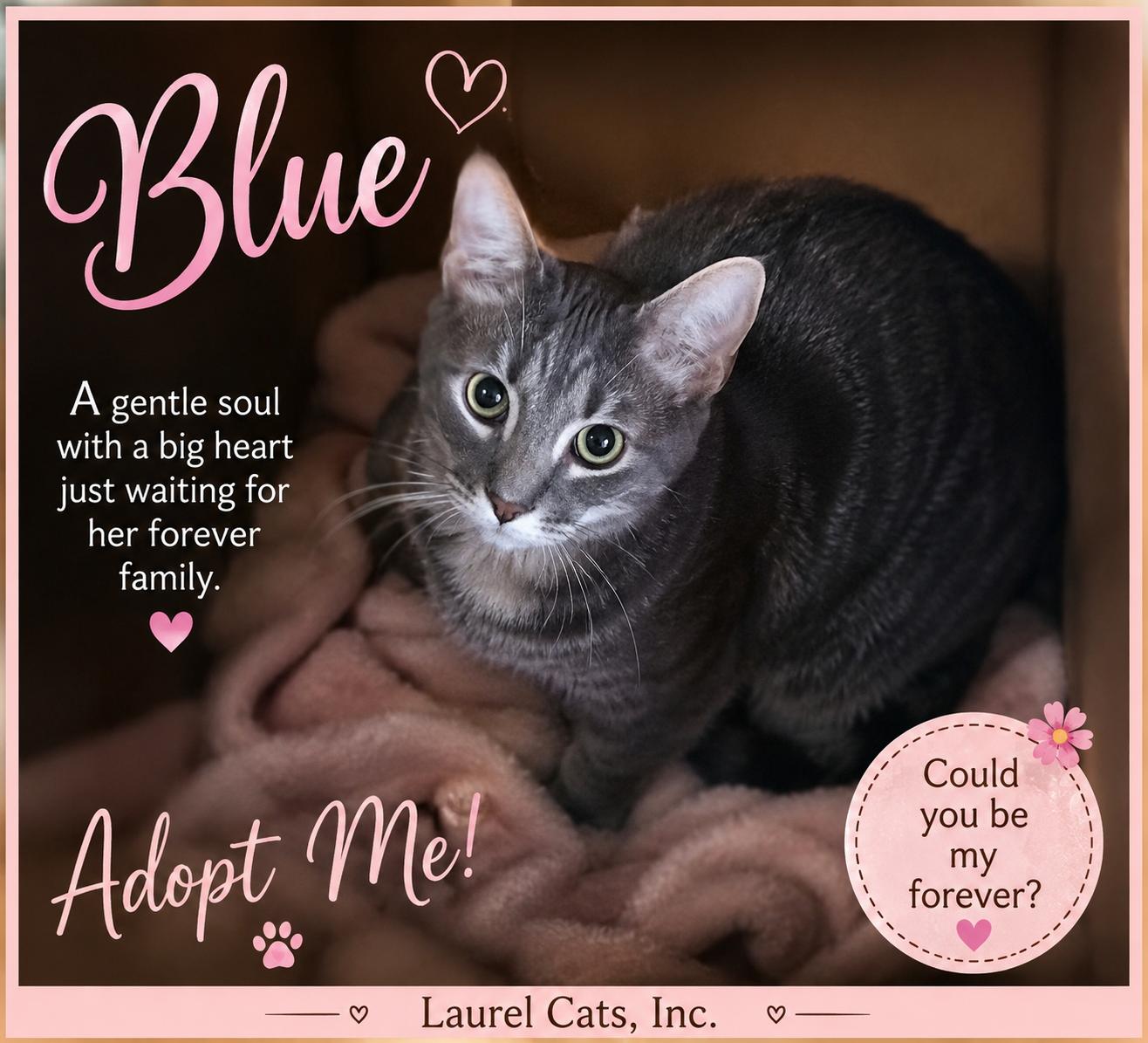Blue-A Perfect Mix of Playmate & Couch Companion, a Adoptable Tabby in Laurel, MD image 3/4