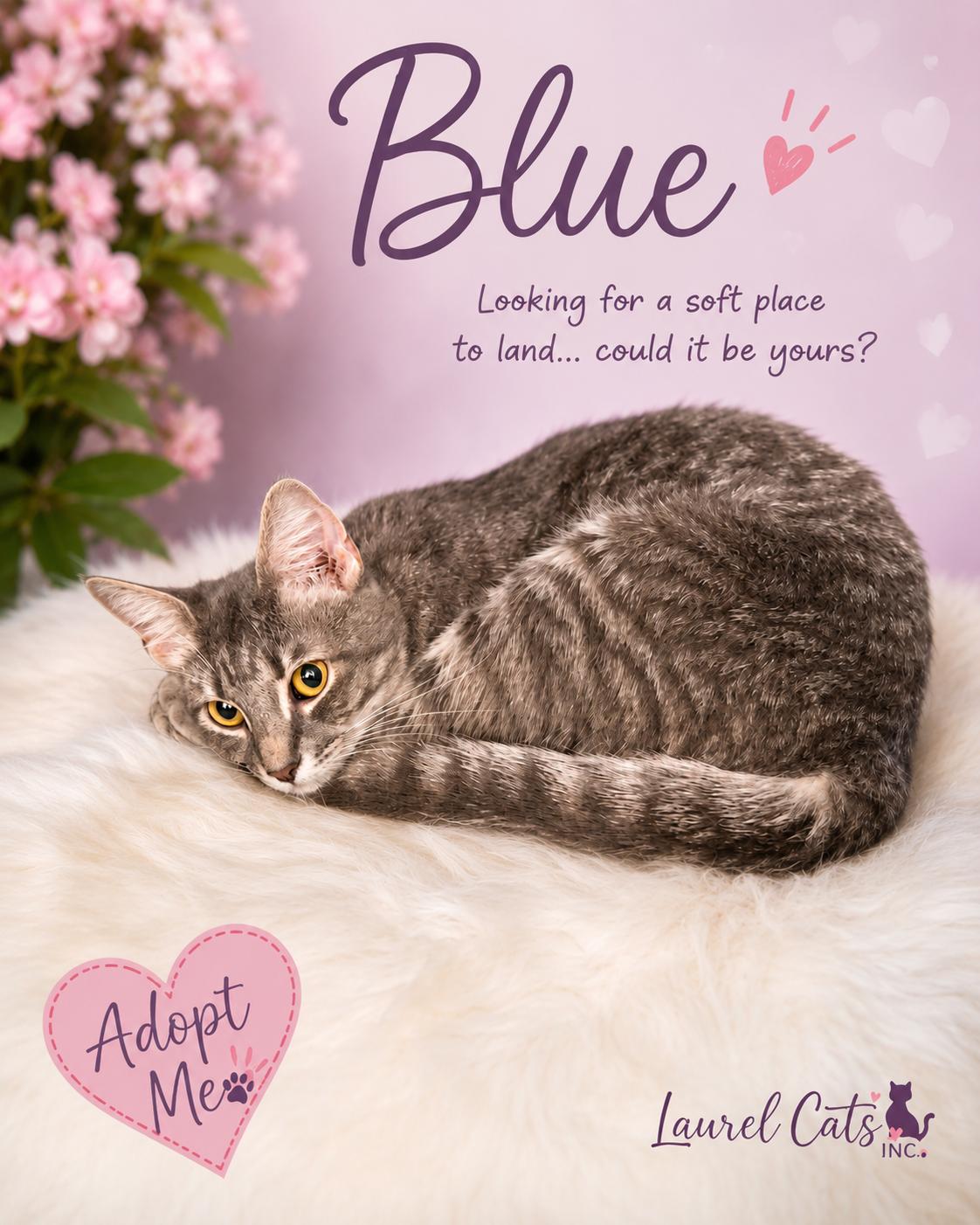 Blue-A Perfect Mix of Playmate & Couch Companion, a Adoptable Tabby in Laurel, MD image 1/4