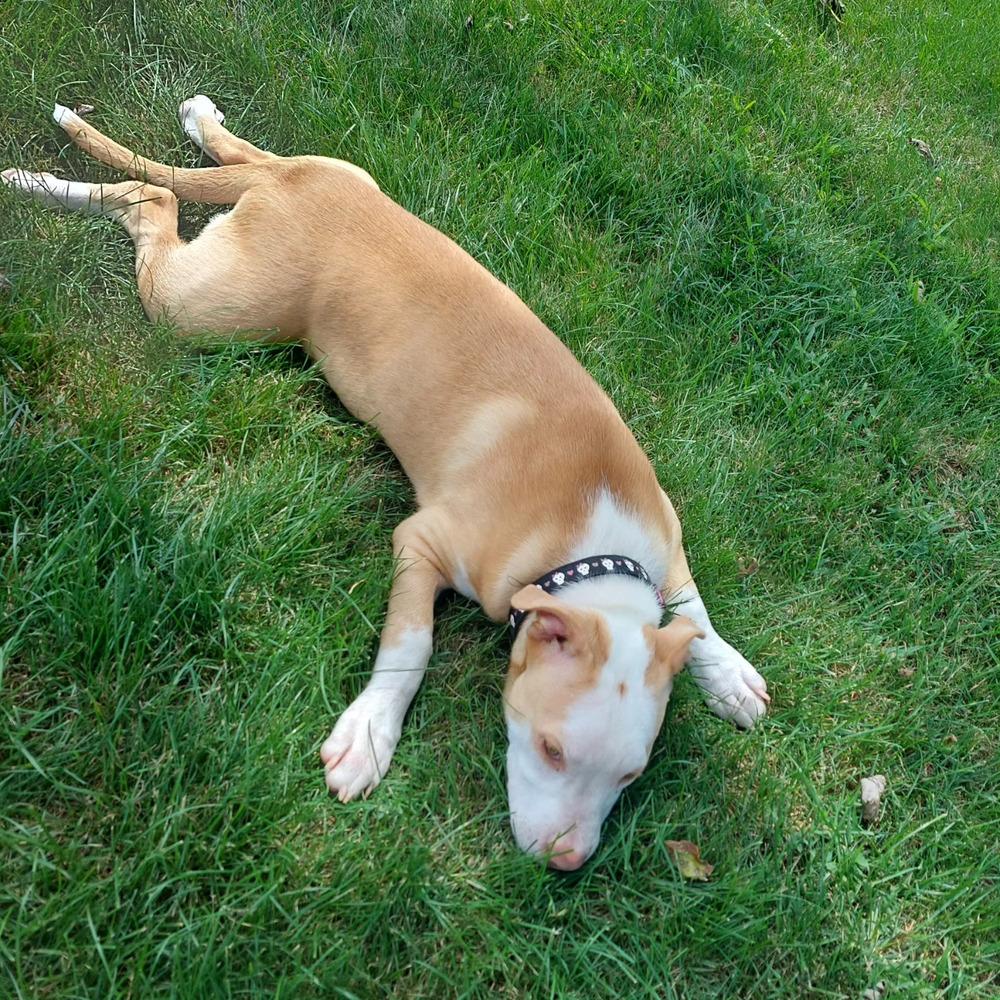 Calypso (Iowa), Adoptable, Puppy Female Pit Bull Terrier.