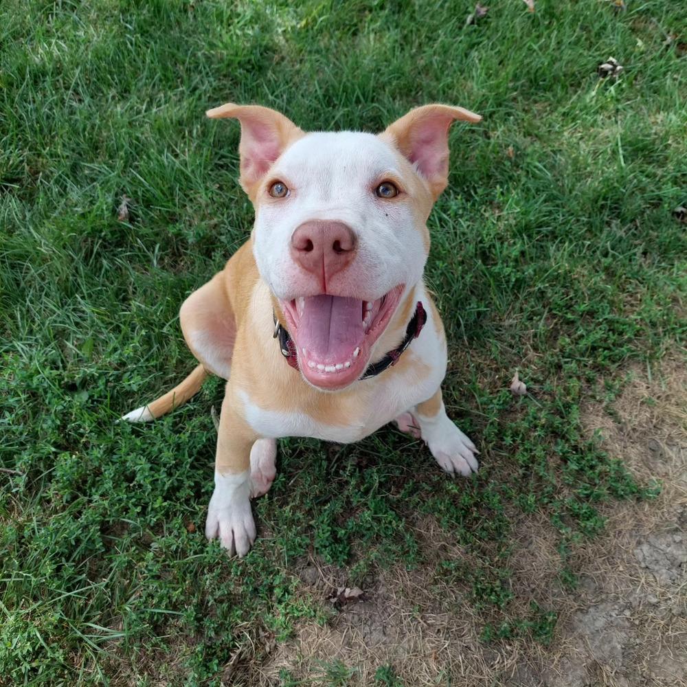Calypso (Iowa), a Adoptable mixed breed in Wildomar, CA image 2/4