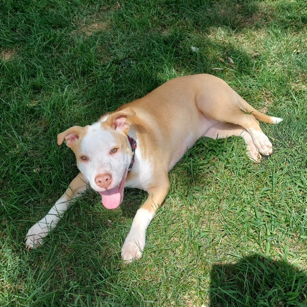 Calypso (Iowa), a Adoptable mixed breed in Wildomar, CA image 3/4