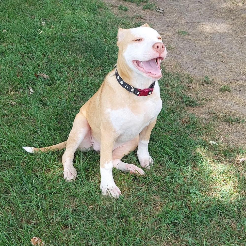 Calypso (Iowa), a Adoptable mixed breed in Wildomar, CA image 4/4