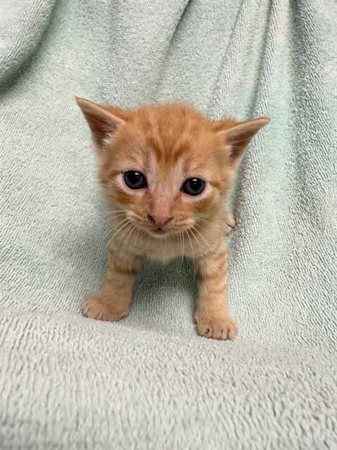Enlarge ZIGGY, a Adoptable Domestic Short Hair in Rosenberg, TX image 1/1