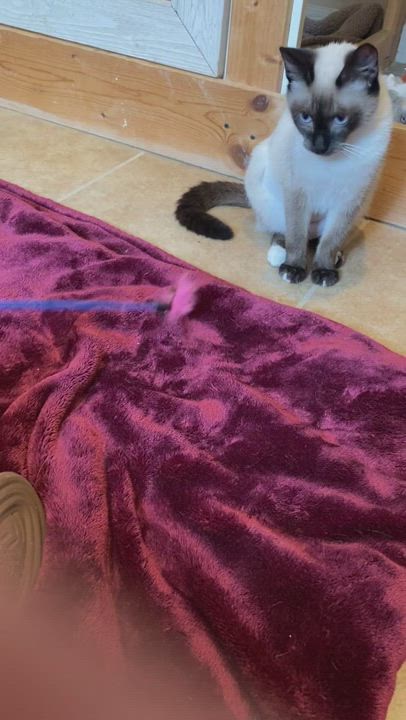 Enlarge Tandava, a Adopted mixed breed in Bradenton, FL video 3/5