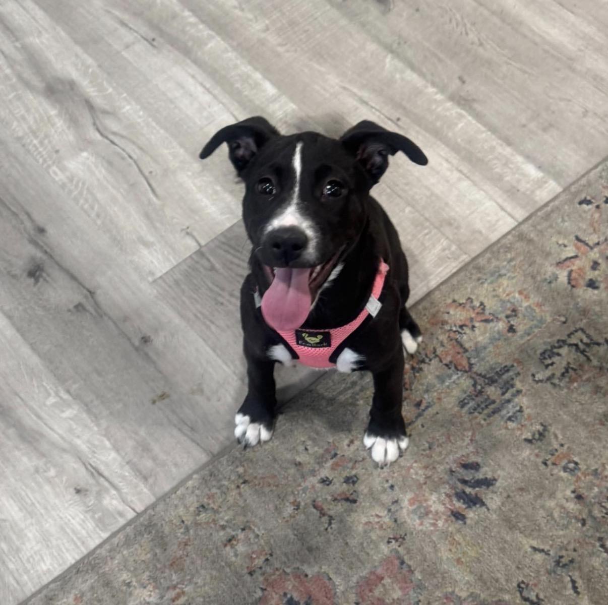 Enlarge Patty Cakes, a ADOPTABLE Mixed Breed in Calabash, NC image 1/4