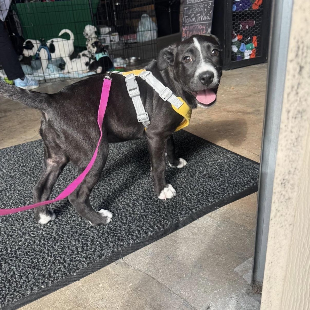 Enlarge Patty Cakes, a ADOPTABLE Mixed Breed in Calabash, NC image 3/4