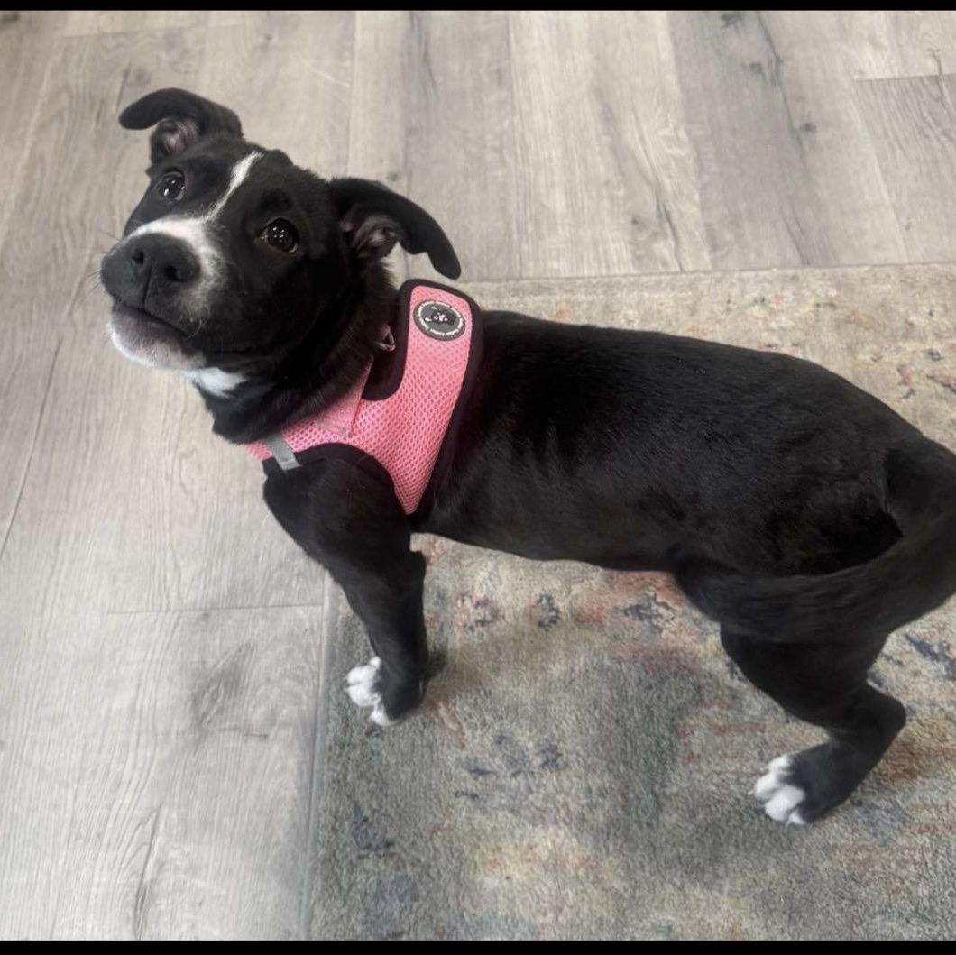 Enlarge Patty Cakes, a ADOPTABLE Mixed Breed in Calabash, NC image 4/4