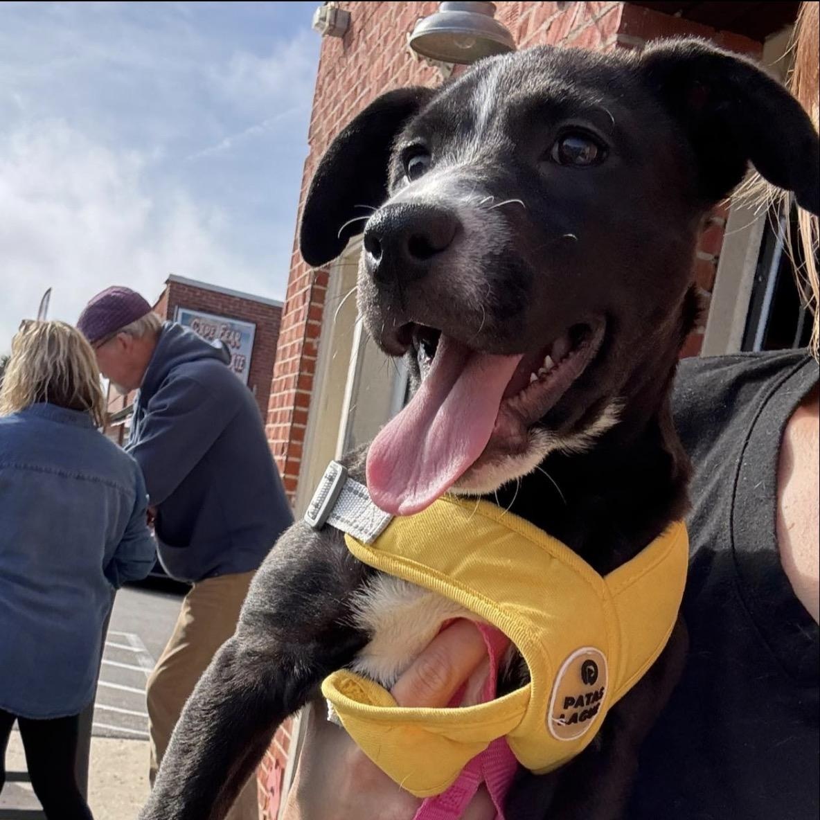 Enlarge Patty Cakes, a ADOPTABLE Mixed Breed in Calabash, NC image 2/4