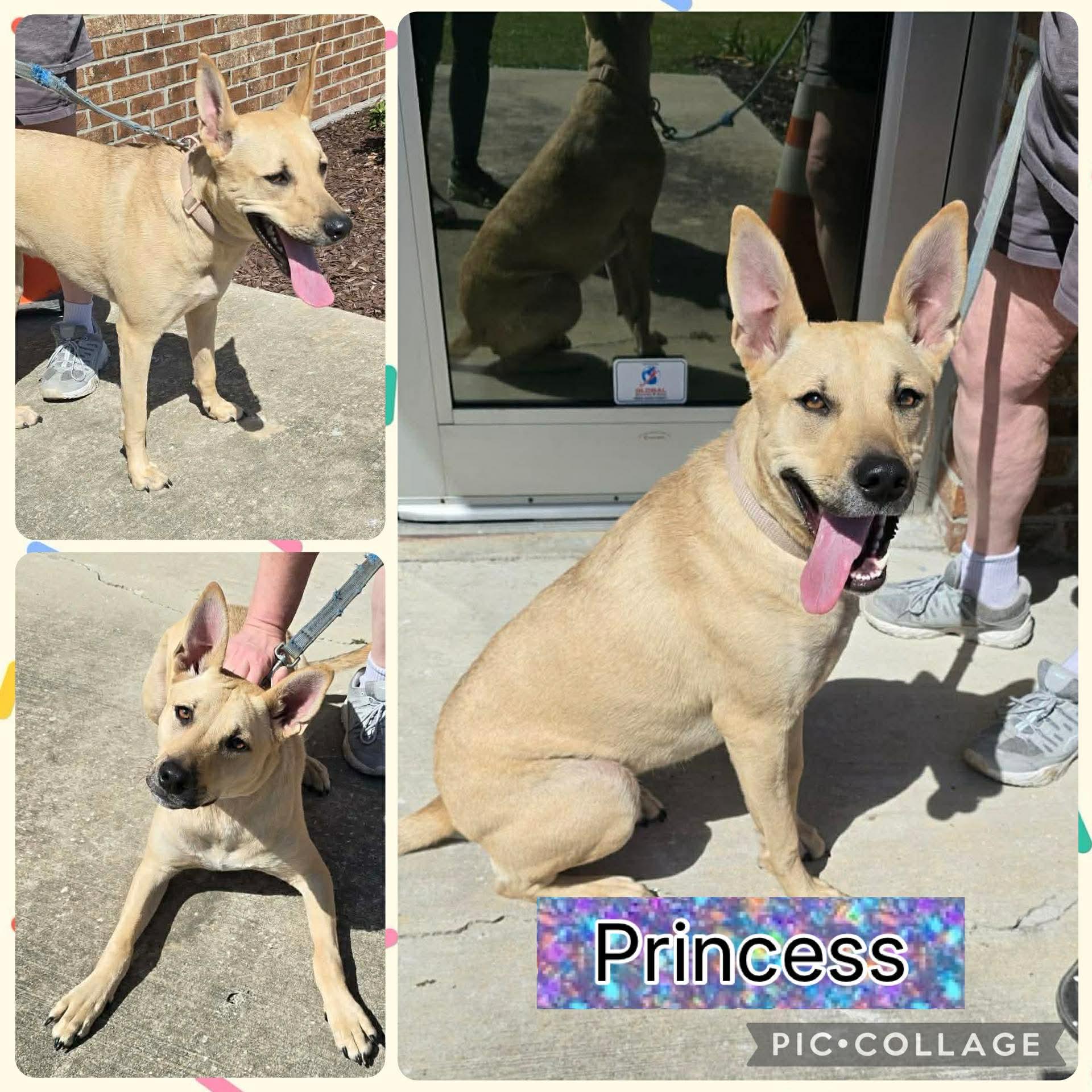 Princess, ADOPTABLE, Young Female Carolina Dog & Shepherd.