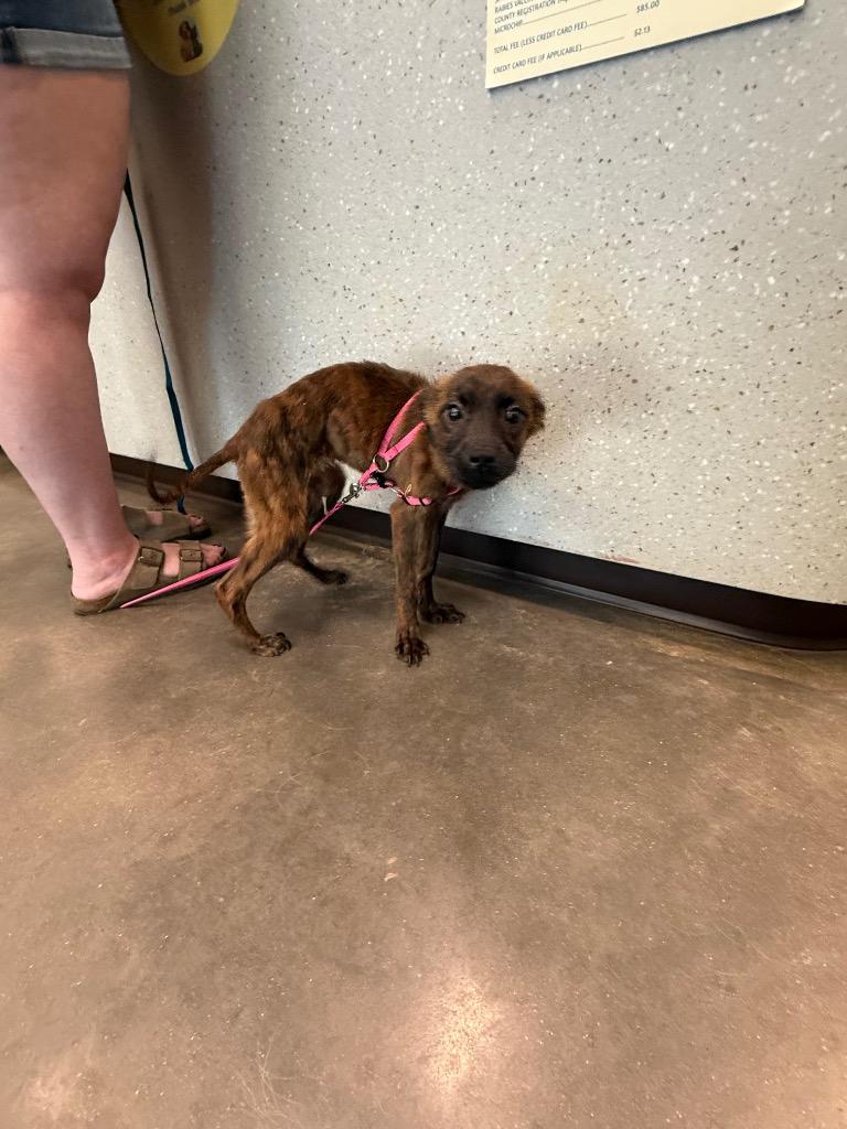 Bonnie, Adoptable, Puppy Female Chihuahua & Dachshund.